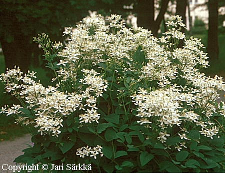  Clematis recta